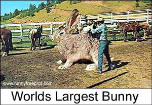 big_bunny.jpg